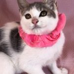 エイプリルちゃん