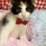 あいちゃん