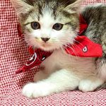 メグミちゃん