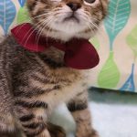 ジョイくん