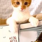 茶々丸くん