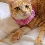 ほあちゃん