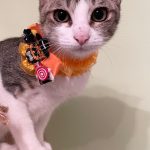 チェリーちゃん