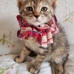 サバちゃん