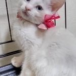 ラブちゃん