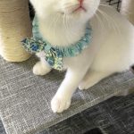 ジストくん