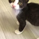 シューくん