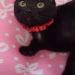 くろまめちゃん