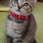 ちこりんちゃん