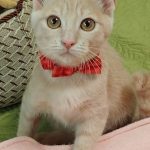 シュシュちゃん