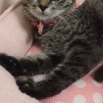 ここなちゃん