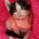 コーちゃん