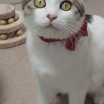 とあちゃん