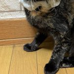 琥珀ちゃん