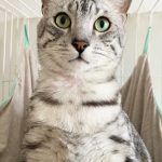 大くん
