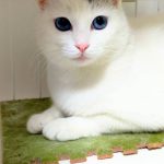 マリンちゃん