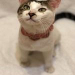 ぴのくん