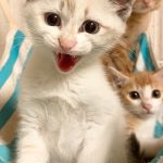 シャー大佐くん