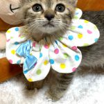 はなちゃん