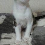 アラミスくん