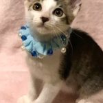バンビくん
