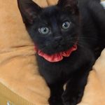 あみちゃん