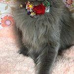 ジュヨちゃん
