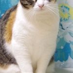 キャリーちゃん