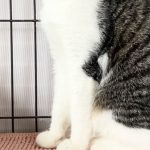 お利口くん