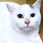 しらたまちゃん