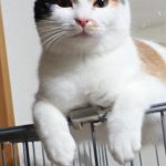 あやちゃん