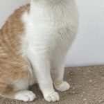 エビスくん