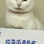 れんちゃん