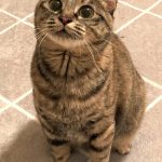 しまちゃん