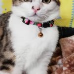もなかちゃん②