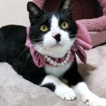 チャップリンくん