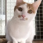 てんてんくん