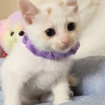 メリーちゃん