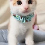 セリカちゃん