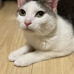 もなかくん