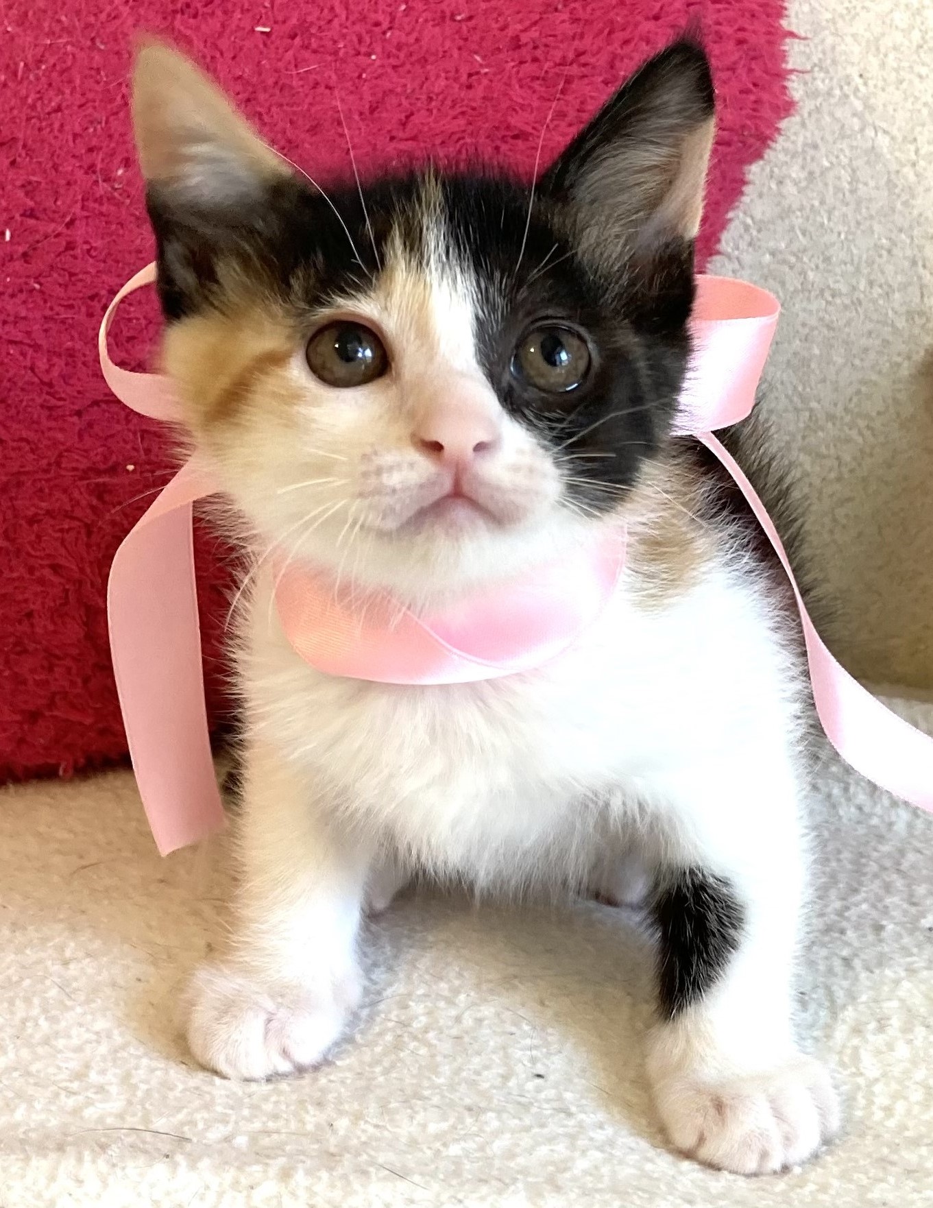 エミｲちゃん