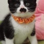ポポくん