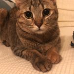 ミーシャちゃん