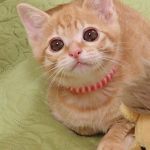 あいちゃん