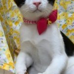 ひばりくん