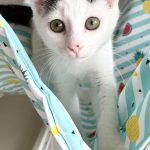 だっぺちゃん
