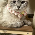 あられちゃん