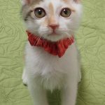 かのんちゃん
