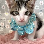 タビーくん