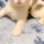 あんよちゃん